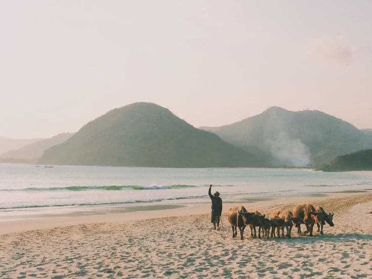 A farmer leading his water buffalo along the empty sand at Selong Belanak, Lombok, at sunset — twin green headlands behind, soft haze and a curl of smoke over the bay.