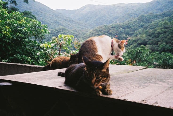 Cats lazing on a low rooftop wall at Houtong Cat Village on the Pingxi line, forested green mountains rolling away into the mist behind them.