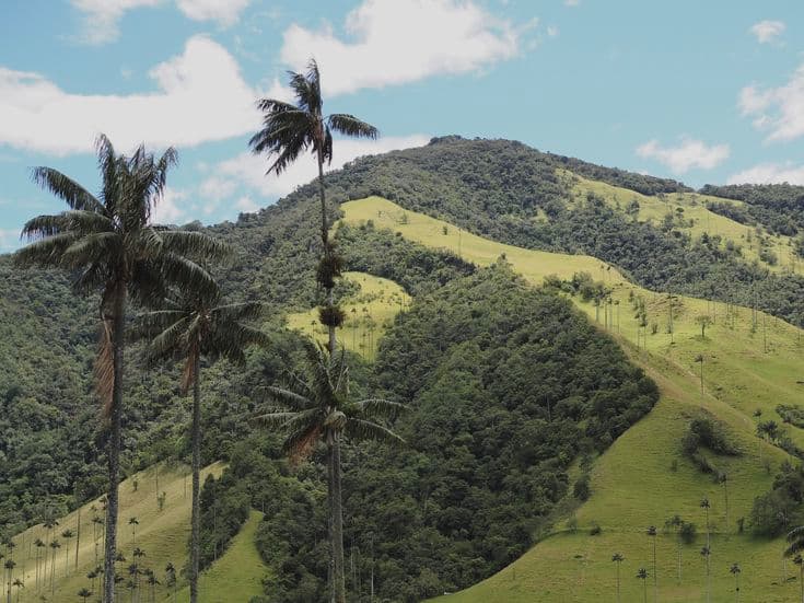 The Valle de Cocora near Salento — the world's tallest wax palms towering over rolling emerald cloud-forest hills.