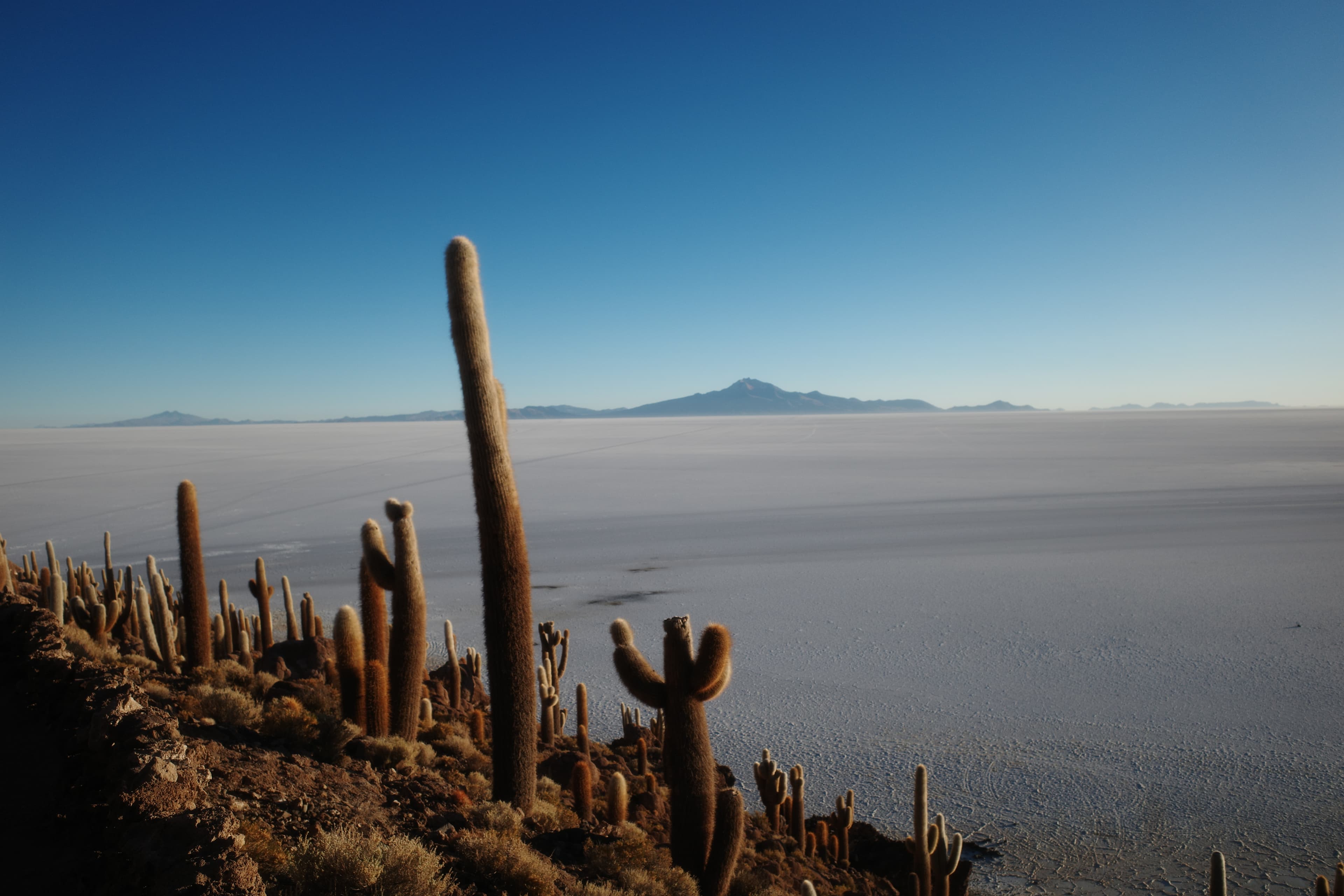 Salar de Uyuni in Bolivia — cactus island in the foreground, the salt flats stretching to the horizon.