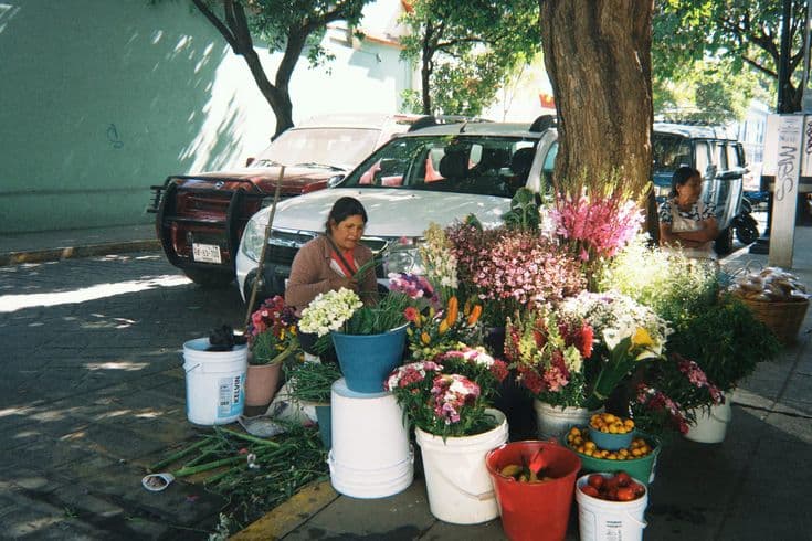 A flower seller on a sunny Oaxaca street — a woman among buckets of gladioli, roses and snapdragons under a big shade tree, buckets of fruit beside her and pickup trucks parked along the kerb.