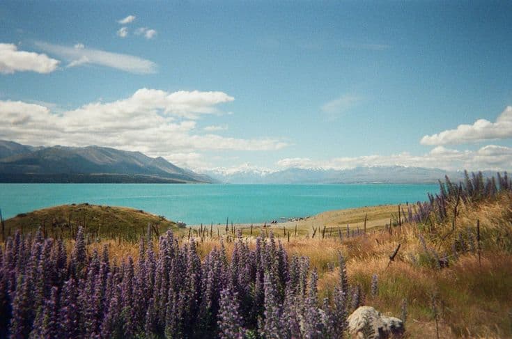 The electric-turquoise water of Lake Pukaki under a big sky, wild purple lupins and golden tussock in the foreground, the snow-capped Southern Alps and Aoraki/Mt Cook on the far horizon.