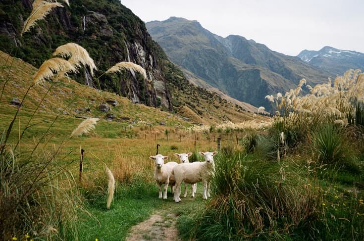 Three sheep standing on a walking track through golden tussock and toetoe grass, a glaciated schist valley and distant snow-streaked mountains rising behind.